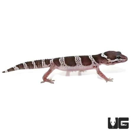 Mack Snow Jungle Leopard Geckos For Sale - Underground Reptiles