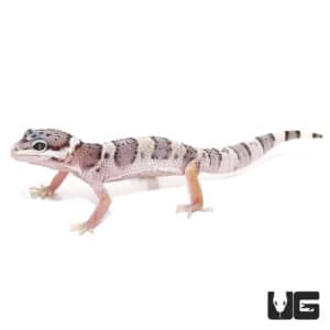 Baby Mack Snow Jungle Leopard Geckos For Sale - Underground Reptiles