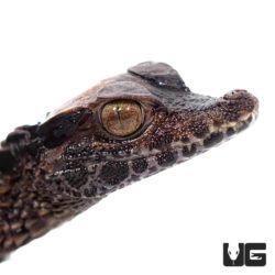 Baby Smooth Front Caimans For Sale - Underground Reptiles