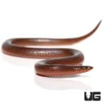 Worm Snakes (Carphophis amoenus) For Sale - Underground Reptiles