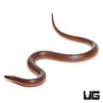 Worm Snakes (Carphophis amoenus) For Sale - Underground Reptiles
