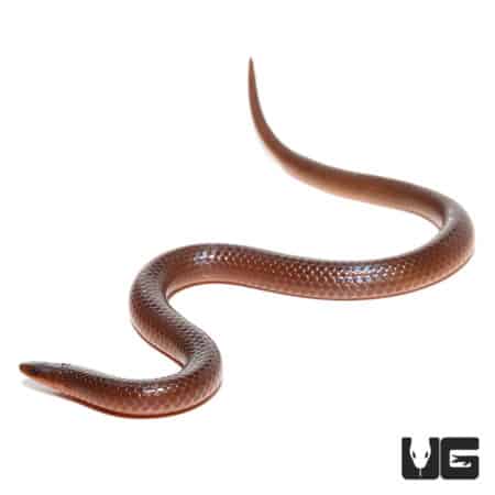 Black And White Worm Lizard for sale - Underground Reptiles