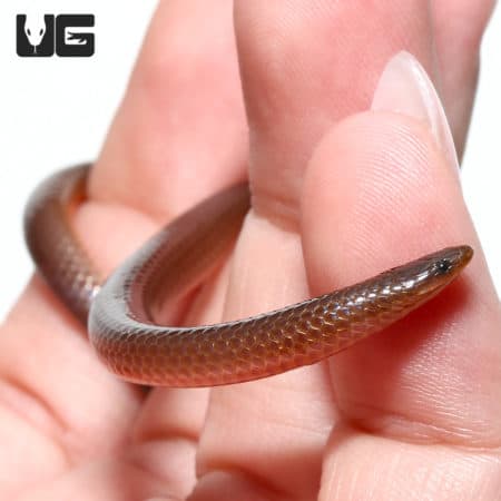 Close-up of a worm snake gently held on a person's hand, showcasing its slender body and smooth scal.