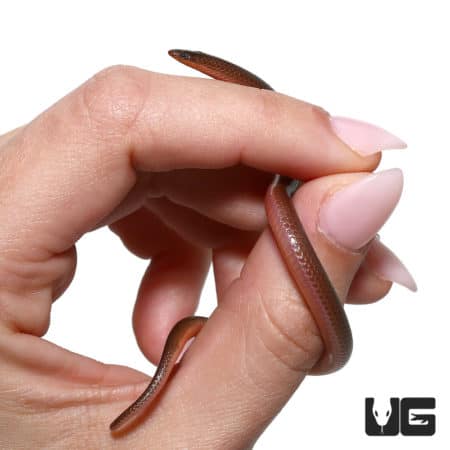 Worm Snakes (Carphophis amoenus) For Sale - Underground Reptiles