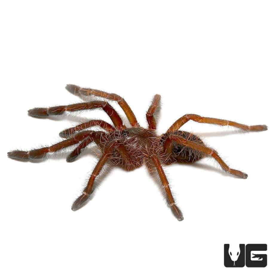 Singapore Blue Tarantulas For Sale - Underground Reptiles