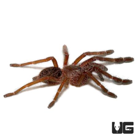 Singapore Blue Tarantulas For Sale - Underground Reptiles