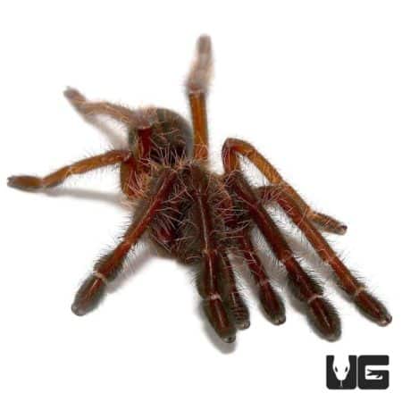 Singapore Blue Tarantulas (Lampropelma violaceopes) For Sale - Underground Reptiles