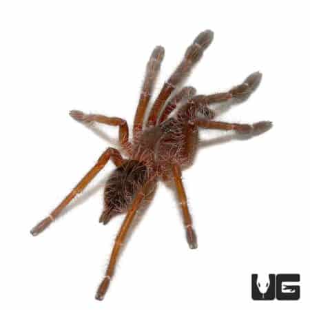 Singapore Blue Tarantulas (Lampropelma violaceopes) For Sale - Underground Reptiles