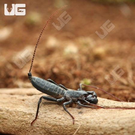 Vinegaroons (Mastigoproctus giganteus giganteus) For Sale - Underground Reptiles