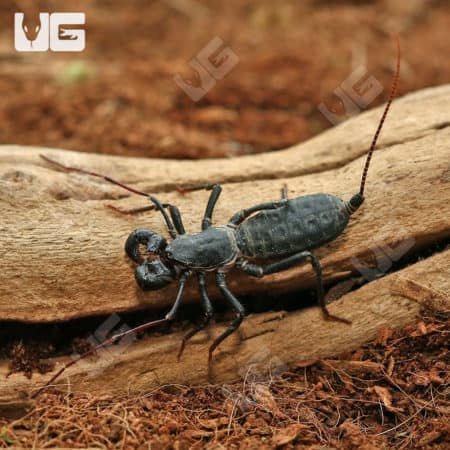 Vinegaroons (Mastigoproctus giganteus giganteus) For Sale - Underground Reptiles