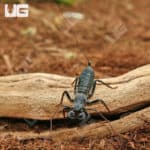 Vinegaroons (Mastigoproctus giganteus giganteus) For Sale - Underground Reptiles