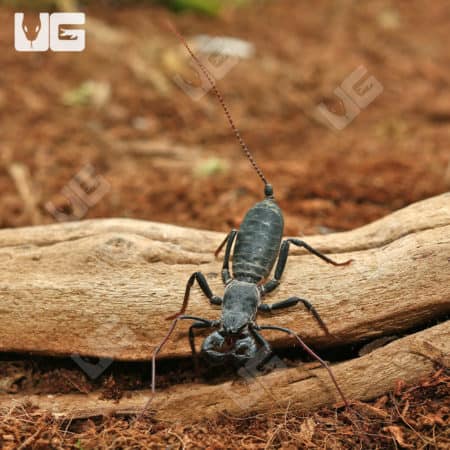 Vinegaroons (Mastigoproctus giganteus giganteus) For Sale - Underground Reptiles