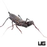 Vinegaroons (Mastigoproctus giganteus giganteus) For Sale - Underground Reptiles