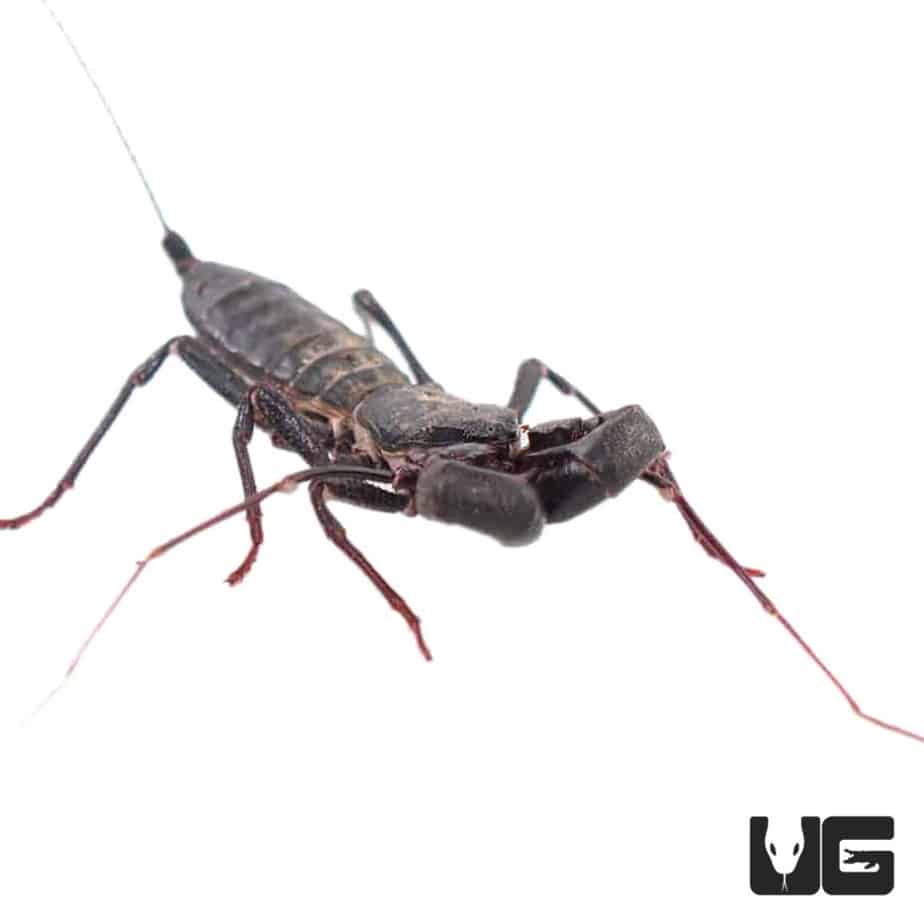 Vinegaroons (Mastigoproctus giganteus giganteus) For Sale Underground
