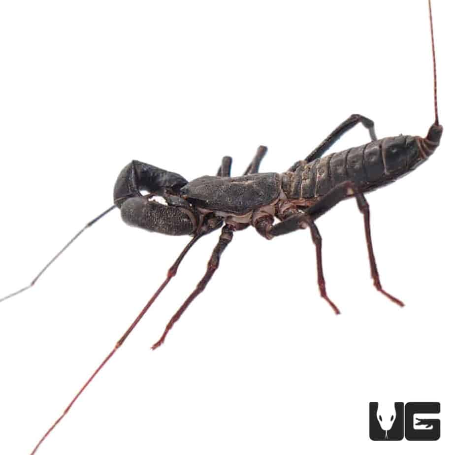 Vinegaroons (Mastigoproctus giganteus giganteus) For Sale Underground