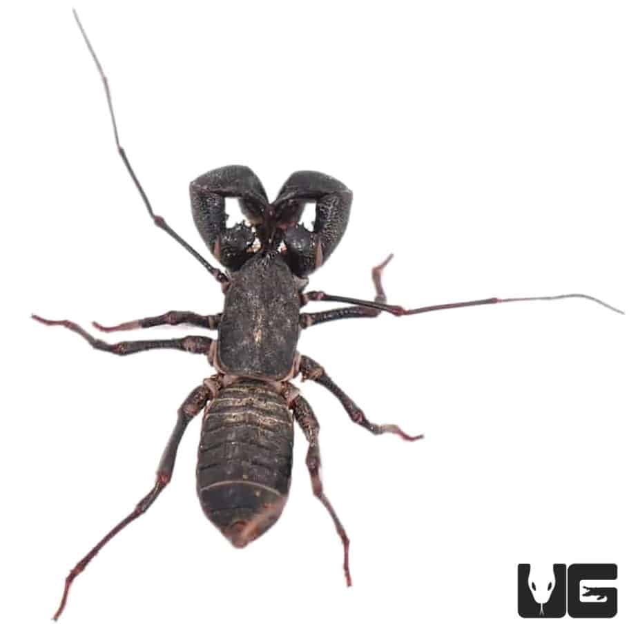Vinegaroons (Mastigoproctus giganteus giganteus) For Sale Underground Reptiles