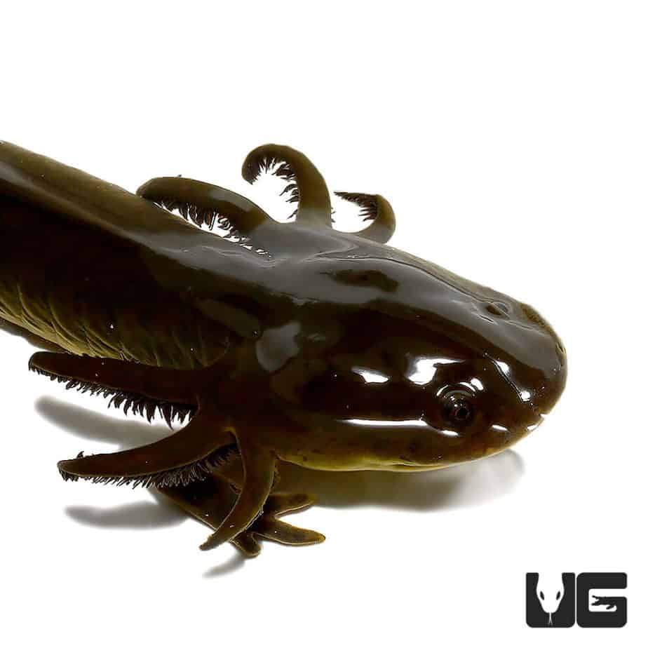 Water Dogs For Sale Underground Reptiles