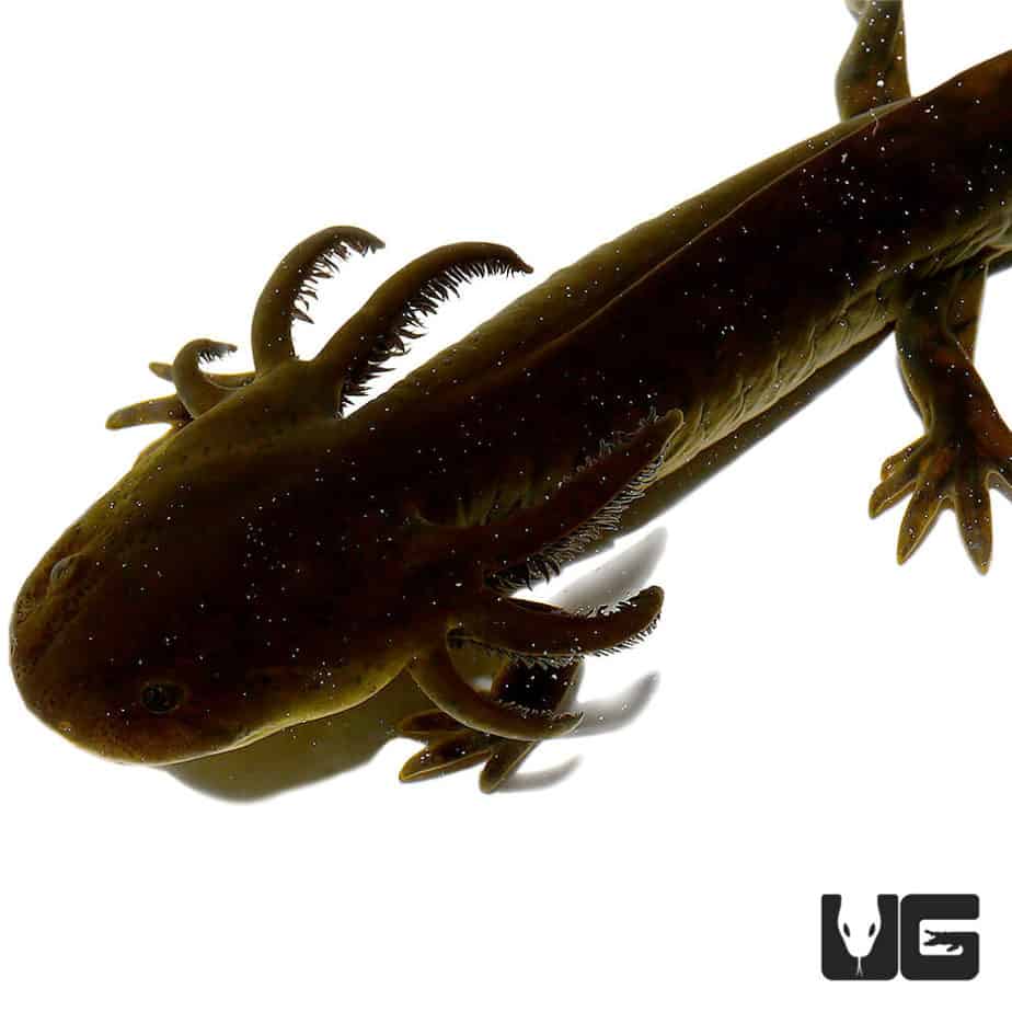 Water Dogs For Sale Underground Reptiles