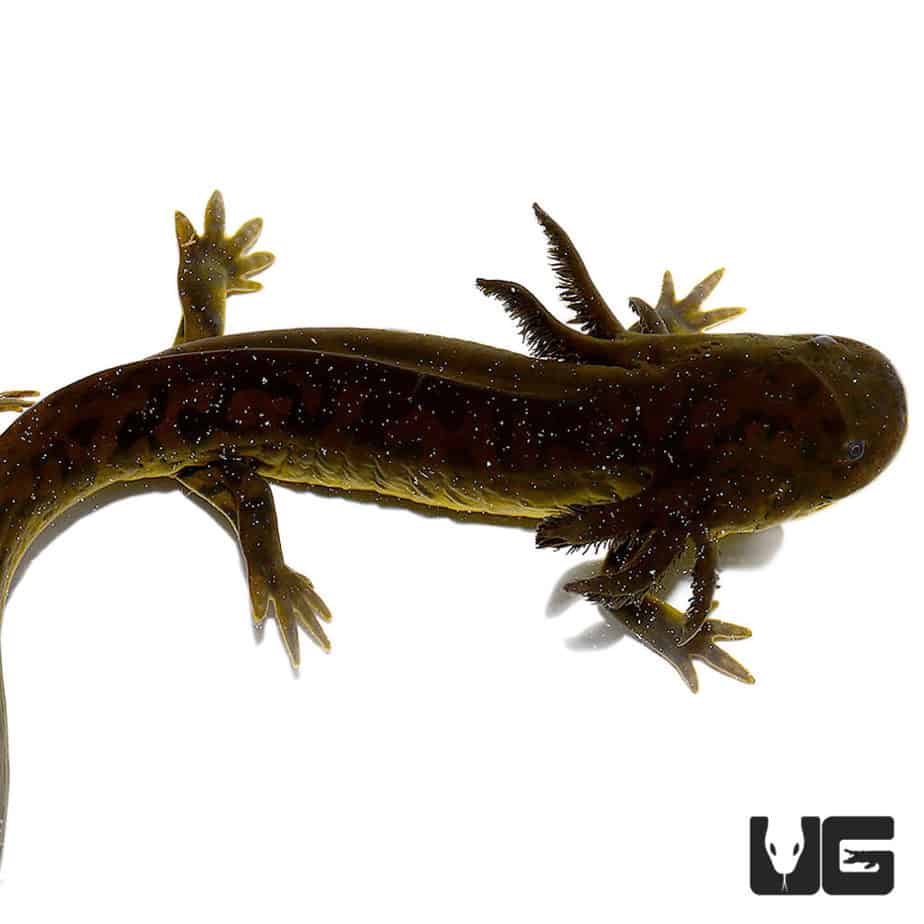 Water Dogs For Sale Underground Reptiles