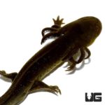 Water Dogs For Sale - Underground Reptiles