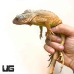 Rare Red Iguanas For Sale - Underground Reptiles