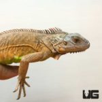 Rare Red Iguanas For Sale - Underground Reptiles