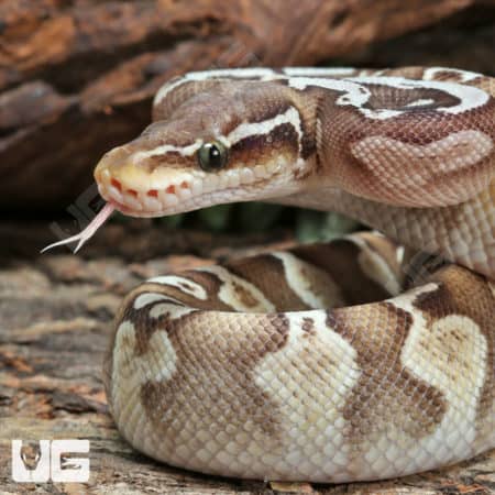 GHI Lesser Ball Python (Python regius) For Sale