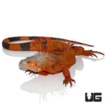 Rare Male White Head Iguanas For Sale - Underground Reptiles