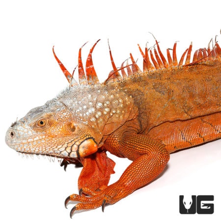 Rare Male White Head Iguanas For Sale - Underground Reptiles
