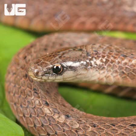 Smooth Earth Snakes (Virginia valeriae) For Sale - Underground Reptiles