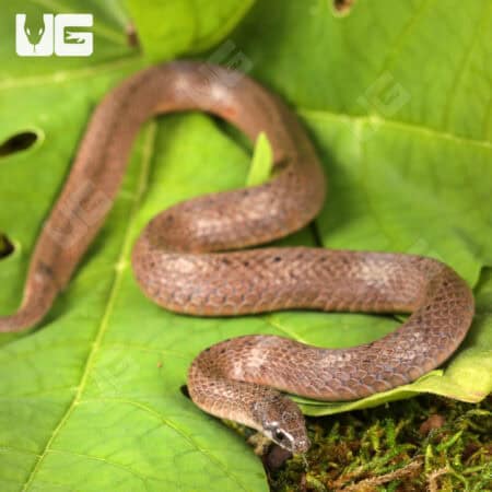Smooth Earth Snakes (Virginia valeriae) For Sale - Underground Reptiles