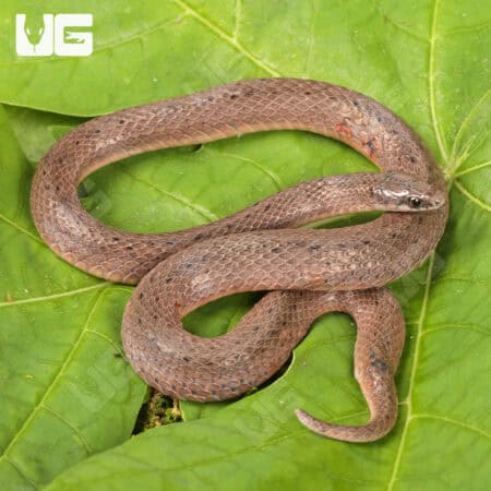 Smooth Earth Snakes (Virginia valeriae) For Sale - Underground Reptiles