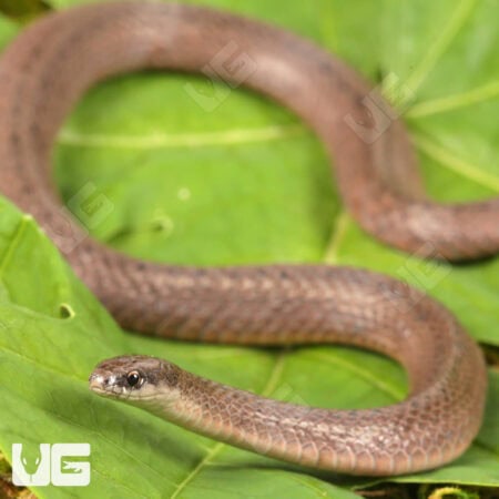 Smooth Earth Snakes (Virginia valeriae) For Sale - Underground Reptiles