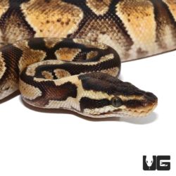 Baby Pastel Phantom Ball Python For Sale - Underground Reptiles