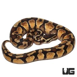 Baby Pastel Phantom Ball Python For Sale - Underground Reptiles