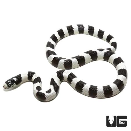 50/50 California Kingsnakes For Sale - Underground Reptiles