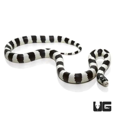 50/50 California Kingsnakes For Sale - Underground Reptiles