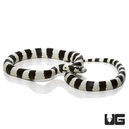 50/50 California Kingsnakes For Sale - Underground Reptiles
