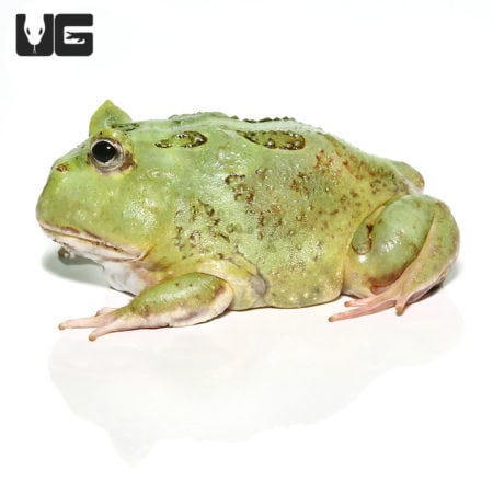 Young Matcha Pacman Frog for sale at Underground Reptiles.
