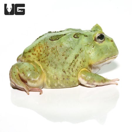 Bright green juvenile Matcha Pacman Frog on white background.