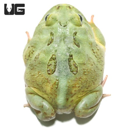Juvenile Matcha Pacman Frog in vibrant green color, showcasing its unique shape and markings. Perfec.