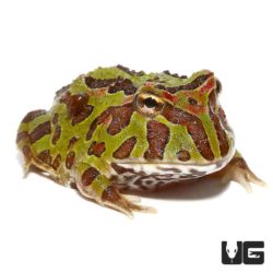 Ornate Fantasy Pacman Frogs For Sale - Underground Reptiles