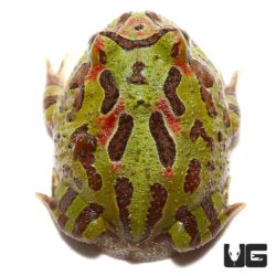 Ornate Fantasy Pacman Frogs For Sale - Underground Reptiles