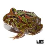 Ornate Fantasy Pacman Frogs For Sale - Underground Reptiles