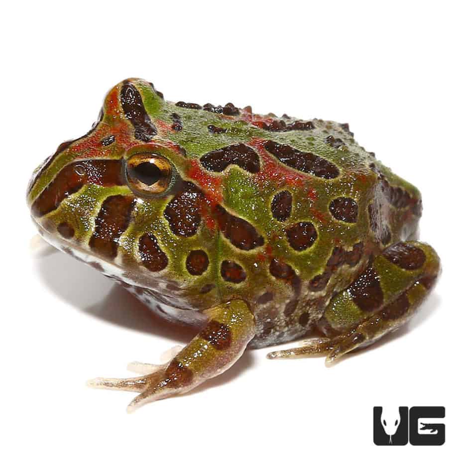 Ornate Pacman Frogs (Ceratophrys ornata) For Sale Underground Reptiles