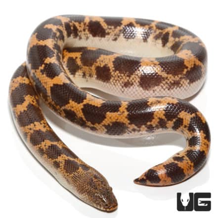 Saharan Sand Boas (Eryx colubrinus) For Sale - Underground Reptiles