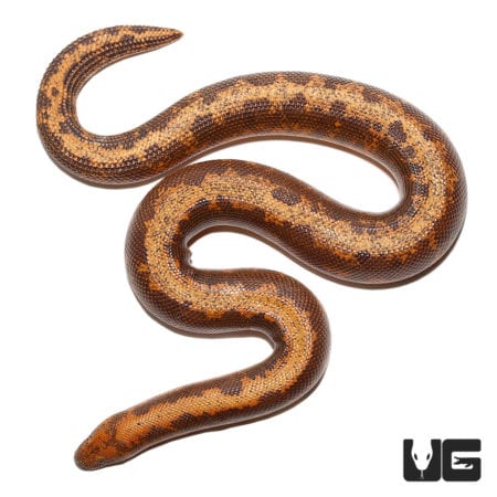 Adult Striped Kenyan Sand Boas (Eryx colubrinus) For Sale - Underground Reptiles