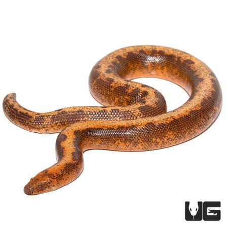 Adult Striped Kenyan Sand Boas (Eryx colubrinus) For Sale - Underground Reptiles