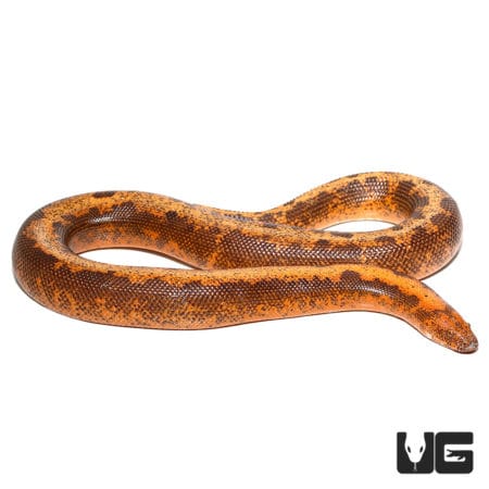 Adult Striped Kenyan Sand Boas (Eryx colubrinus) For Sale - Underground Reptiles