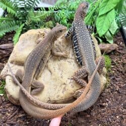 Adult Pair Giant Butterfly Agama